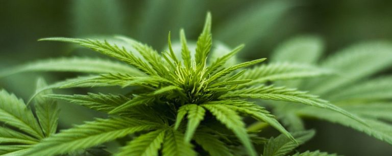 Cannabis-Pflanze für gesunde Ernährung und Fitness.