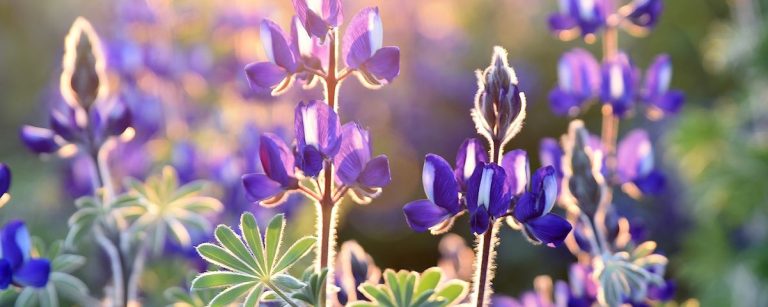 Lupinen vor der Sonne in leuchtendem Lila – Energie für dein Training!