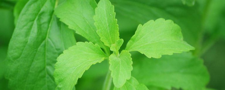 Stevia-Blätter: Natürliche Süße für deine Fitness-Ernährung.