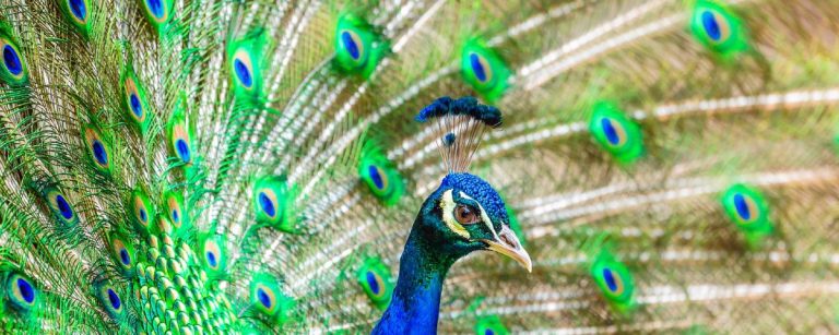 Pfau mit aufgestelltem Rad, inspiriert von gesunder Ernährung für Fitness und Wohlbefinden.