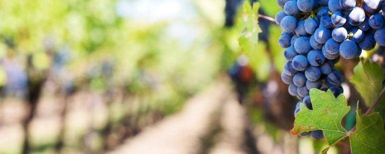 Reife dunkle Trauben im Weinberg für gesunde Ernährung und Fitnessgetränke.