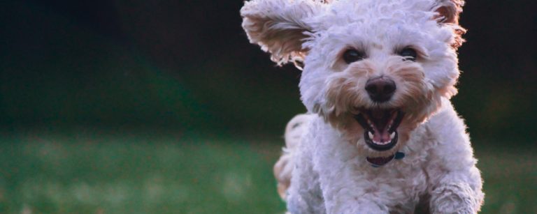 Fröhlicher Hund im Freien, perfekt für Fitness und gesunde Ernährung.